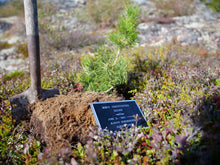 Load image into Gallery viewer, Plant a memorial Tree on the Acasta island
