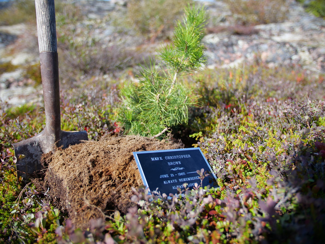 Plant a memorial Tree on the Acasta island